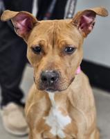 Final call for discounted pet adoptions at Brandywine Valley SPCA Millsboro event