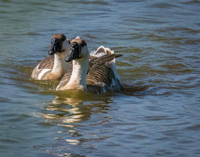 A picture of two ducks swimming at Rehoboth Beach.