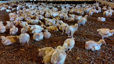 Chickens at a poultry farm in Sussex County