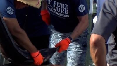 white marlin open