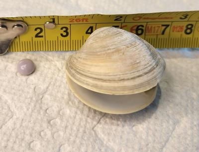 Rare Purple Pearl Found in Rehoboth