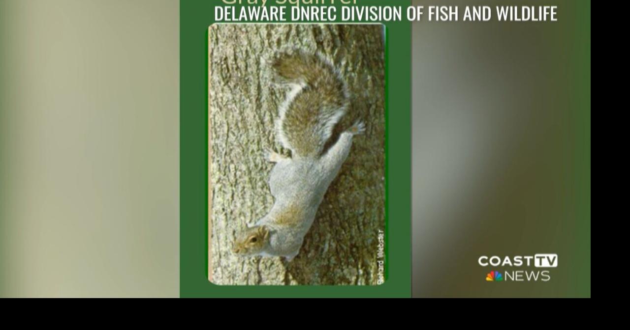 Two diurnal tree squirrel species in Delaware | News | coasttv.com