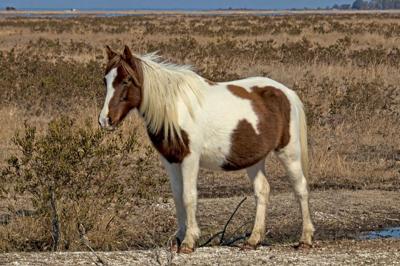 Gidget’s Beach Baby