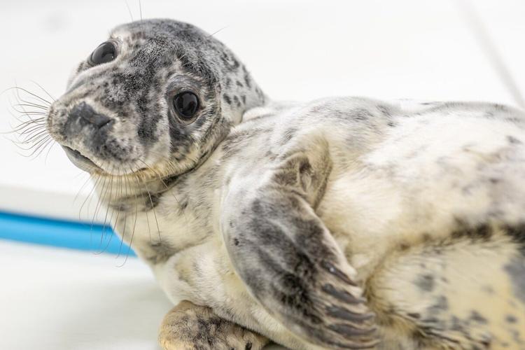 Another Seal Spotted at Cape Henlopen State Park, Update on Previously Rescued Seals