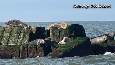 Winter is Peak Rescue Season for Seals, Sea Turtles