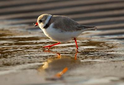 piping plover