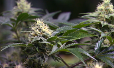 Lewes City Officials talk future of marijuana in city limits