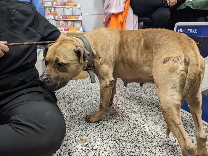 Marcia is one of the newly-seized dogs. Courtesy Brandywine Valley SPCA.