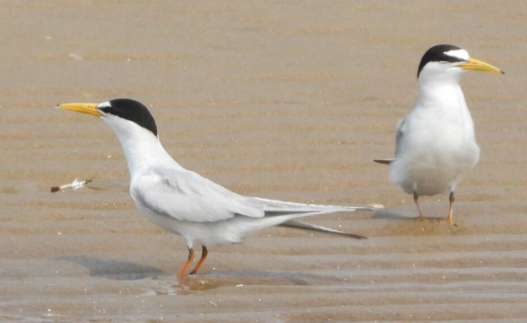 least terns