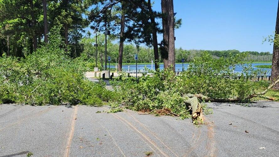 Trees down