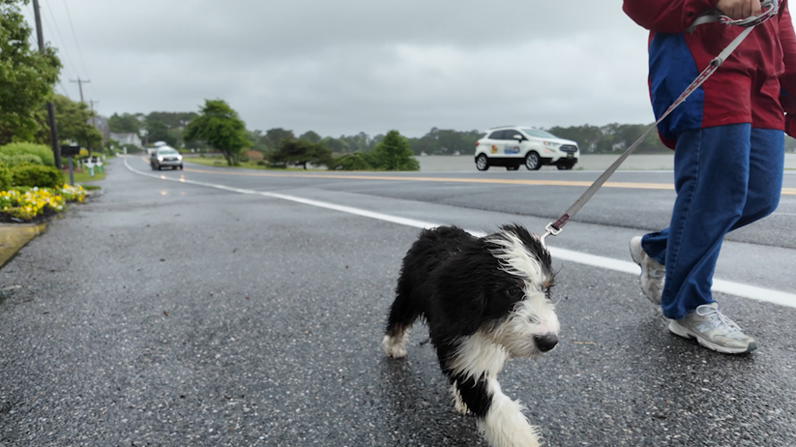Rehoboth Dog walking