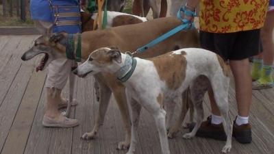 Greyhounds Reach The Beach and Give Back