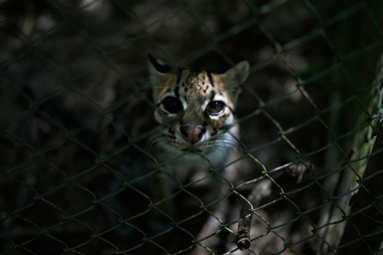 Bolivia New Cat Species