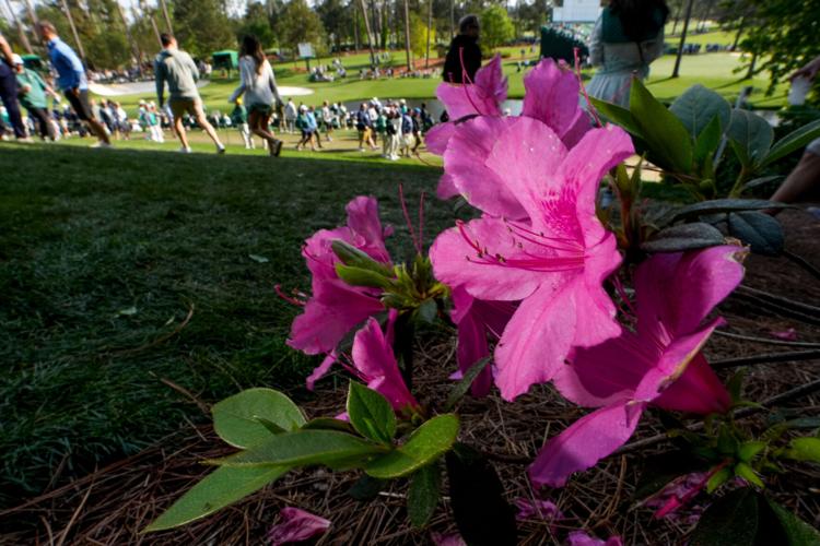 Masters Flowers Golf