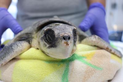 Sea Turtle
