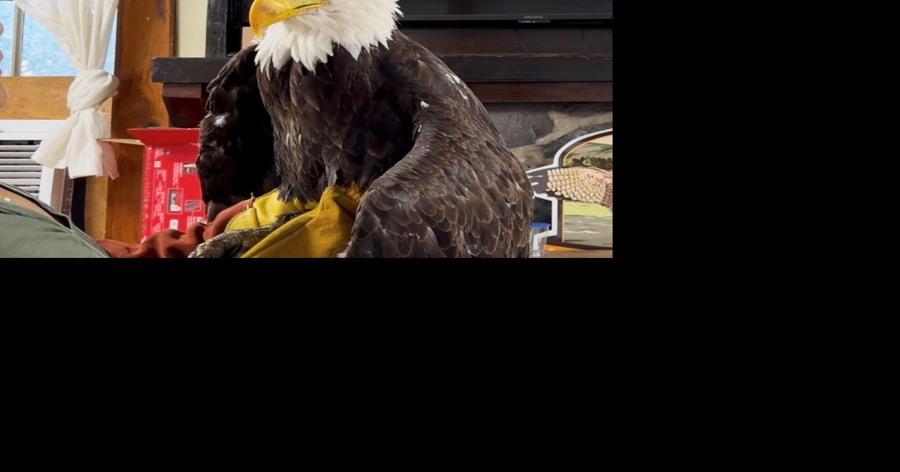 Bird flu caused the death of Jackie, a California bald eagle who ...