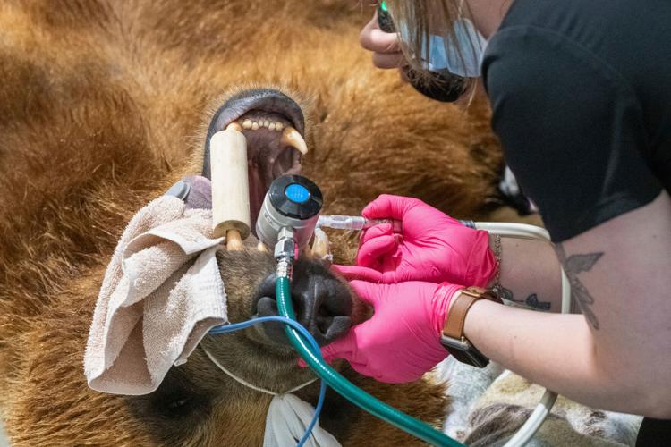 Zoo Bear New Tooth