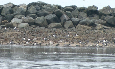 Thousands of shorebirds stop along Delaware Bay during spring migration