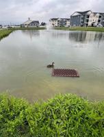 Firefighters rescue ducklings from storm drain in Oak Orchard