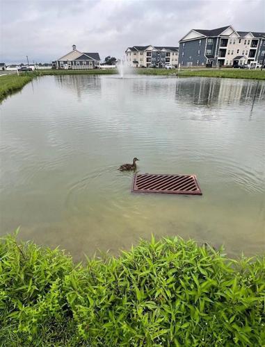 Duckling Rescue