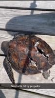 MERR urges boaters to use propeller guards after sea turtle injury