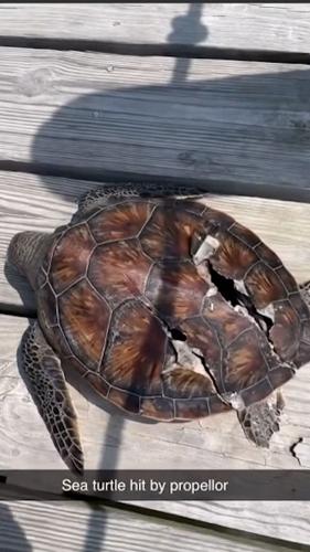 Sea Turtle