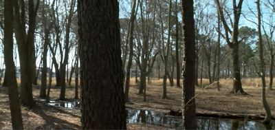 trees