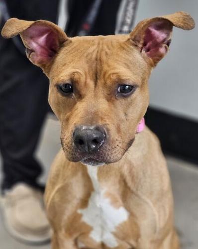 BVSPCA Adoption Event