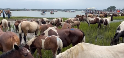 New security rules announced ahead of 100th Chincoteague Pony Swim