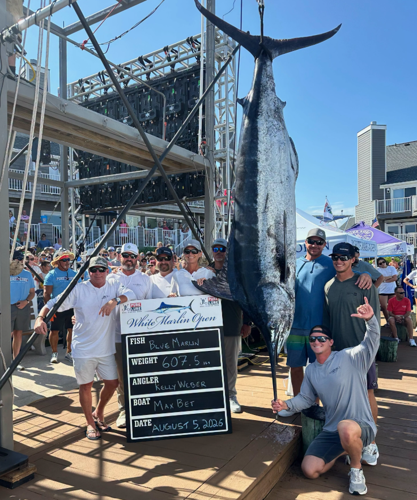 A group of people standing at the scales with a 607.5 pound blue marlin.