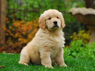Golden retriever puppy