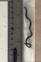 Scientists in Barbados overturn hundreds of rocks to rediscover world's smallest-known snake
