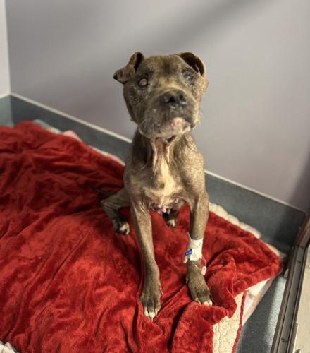 An image of a dog in need of serious medical care. One of the dog's leg is bandaged. 