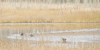 Wetland