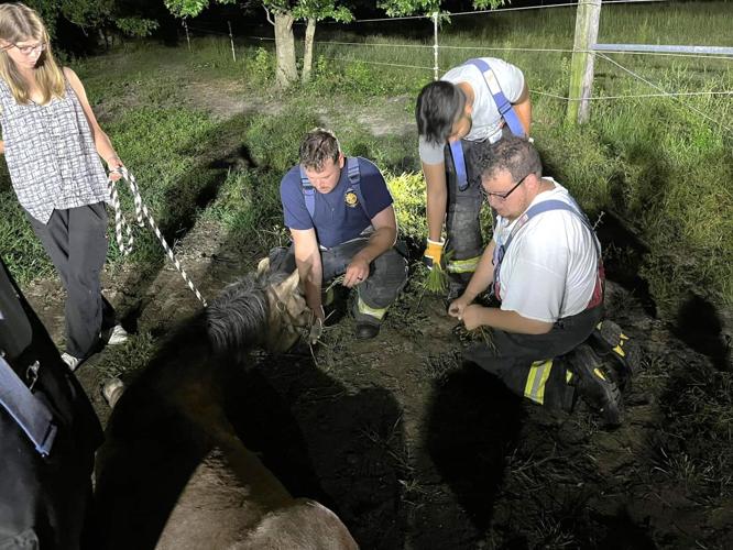 Ellendale horse rescue