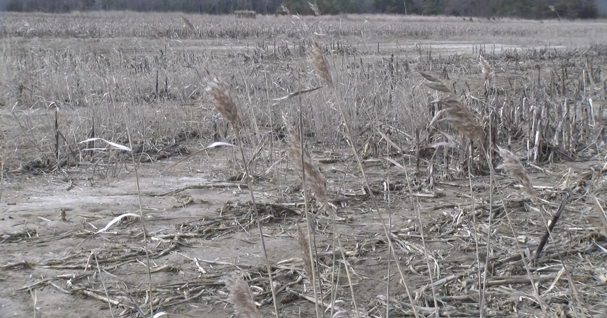 Invasive Reed California Lewes continues to face challenge of invasive reed grass | News ...
