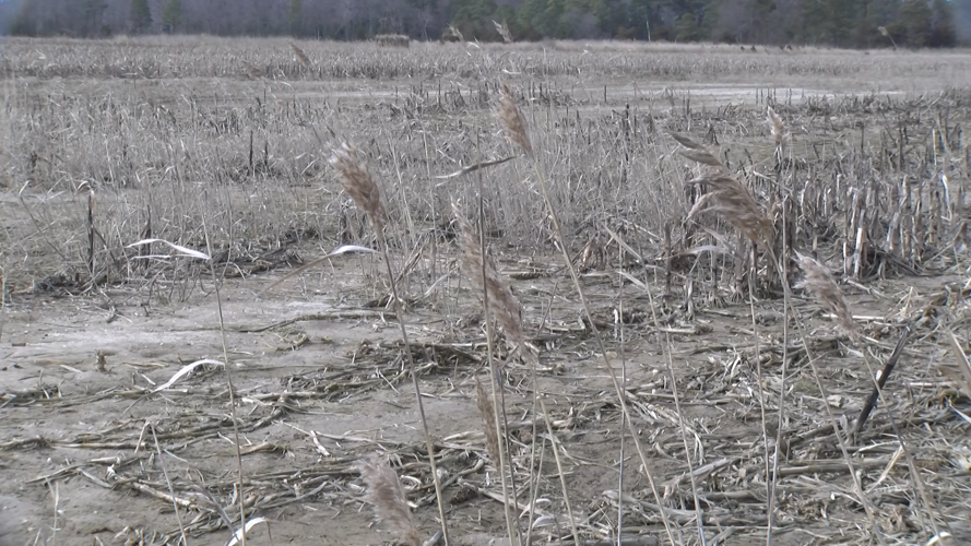 Phragmites Invade a Cornfield