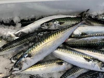 Mackerel