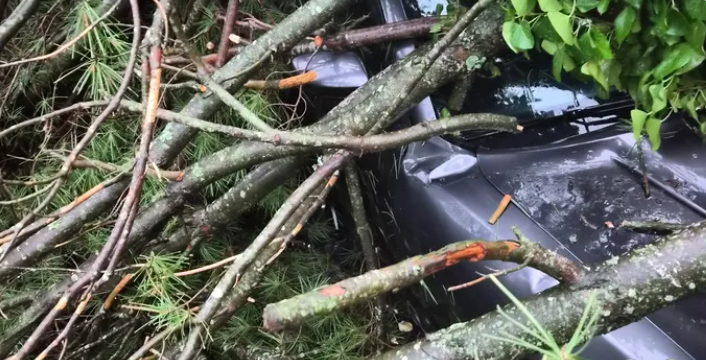 A car underneath trees and debris.