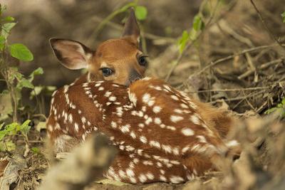 Baby deer