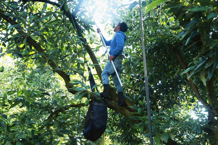 Mexico Avocados