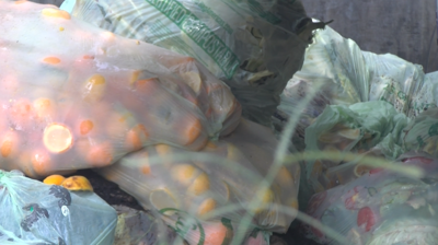 Food waste from restaurants in garbage bags ready to be sorted through. 