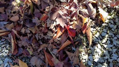 Why Mowing Over Your Leaves is More Beneficial Than Raking Them