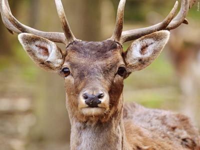 Delaware hunting permits for State Parks now available.
