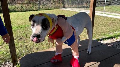 Wags Witches and Warlocks Return to Bethany Beach to Raise Money for Pets