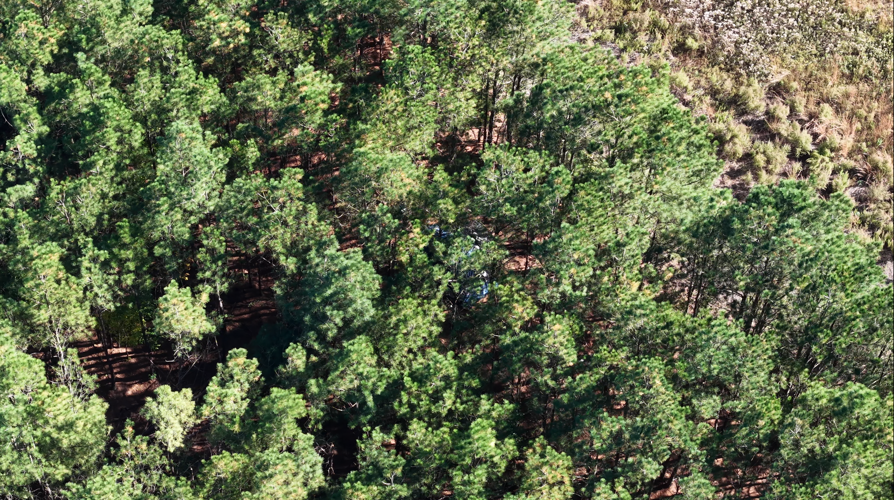 Homeless encampment sprawled out into a forest.
