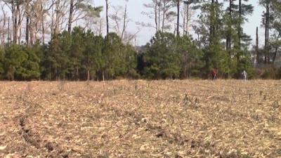 Trees Being Planted to Prevent 700lbs of Phosphorus from Entering Delmarva Water
