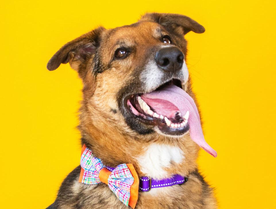 Rusty the german shepherd