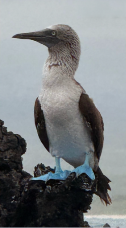 A Galapagos Boobie bird perches on a rock.