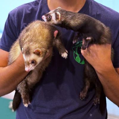 Two Ferrets become apart of the Salisbury Zoo's ambassador team
